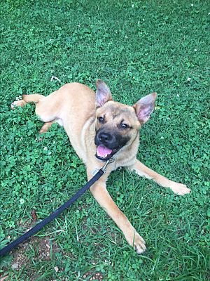 Greensboro Nc Shiba Inu Meet Tao A Pet For Adoption