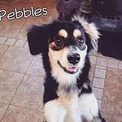 Photo of Pebbles