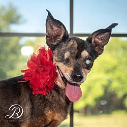 Photo of Addie (Dot)