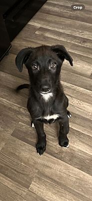 Amherst, Ny - Border Collie. Meet Lance A Pet For Adoption - Adoptapet.com