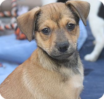basenji and beagle mix