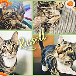 Thumbnail photo of Russell #2