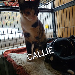 Thumbnail photo of CALLIE #2