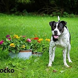 Thumbnail photo of Rocko #1