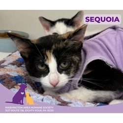 Thumbnail photo of Sequoia #2