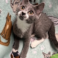 adopt a pet