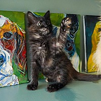 adopt a pet