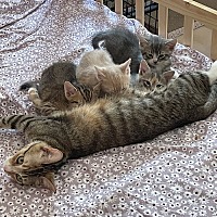 adopt a pet