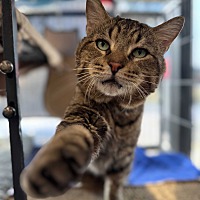 adopt-pet