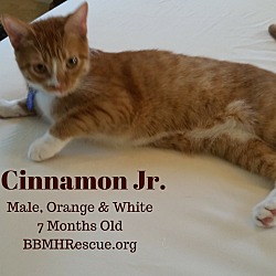 Thumbnail photo of Cinnamon Jr. #1