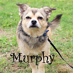 Thumbnail photo of Murphy~adopted! #1