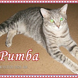 Photo of Pumba