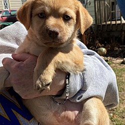 Sioux Falls Canine Rescue in Brandon, South Dakota