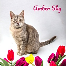 Thumbnail photo of Amber Sky #2