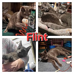 Photo of Flint