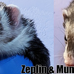 Photo of Munchie & Zeplin