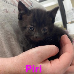 Thumbnail photo of Piri #2