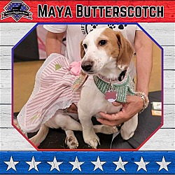 Photo of Maya Butterscotch