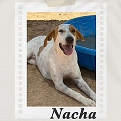 Thumbnail photo of Nacha #1