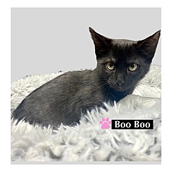 Thumbnail photo of CAT-Boo Boo #1