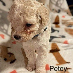 Thumbnail photo of Petey #2