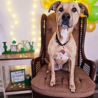 adopt a pet