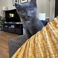 adopt a pet