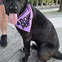 adopt a pet