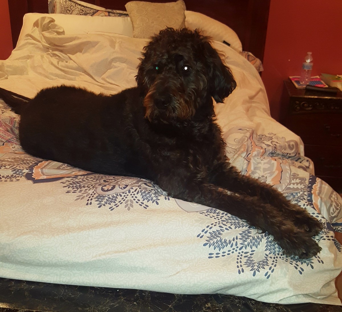 Somerset Nj Labradoodle Meet Sophie A Pet For Adoption