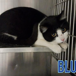 adams county animal shelter adams county animal shelter