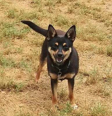 pomeranian mini pinscher