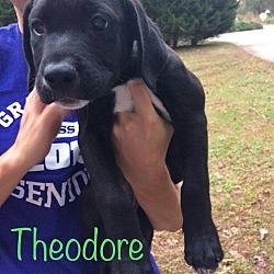 Thumbnail photo of Theodore #1