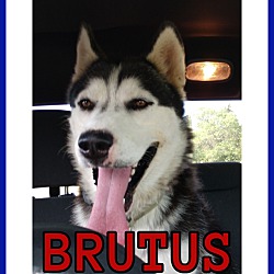 Thumbnail photo of Brutus - COURTESY LISTING #3