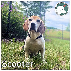 Photo of SCOOTER