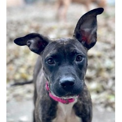 Photo of ECHO