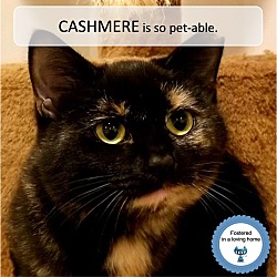 Thumbnail photo of Cashmere #1