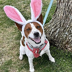 Thumbnail photo of Sissy - Cattle dog in costume! #2