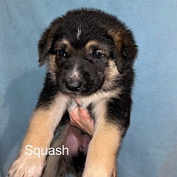 Photo of Squash (pending adoption)