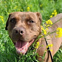 adopt a pet