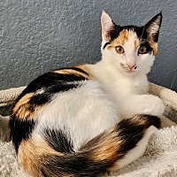 adopt-pet