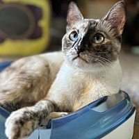 adopt a pet