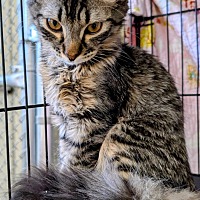 adopt-pet