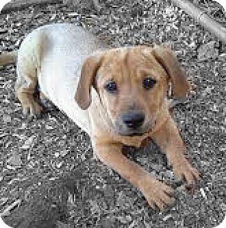 shar pei dachshund mix puppies for sale