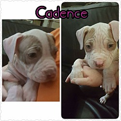 Photo of Cadence