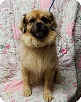 New York Ny Tibetan Spaniel Meet Cassius A Pet For Adoption