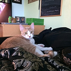 Thumbnail photo of Kit Cat #3