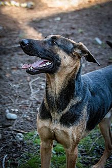 Available Dogs Fhdr