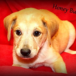 Thumbnail photo of Honey Bunny~adopted! #2