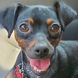 Photo of Jiffy Special Needs - Adopt Me!