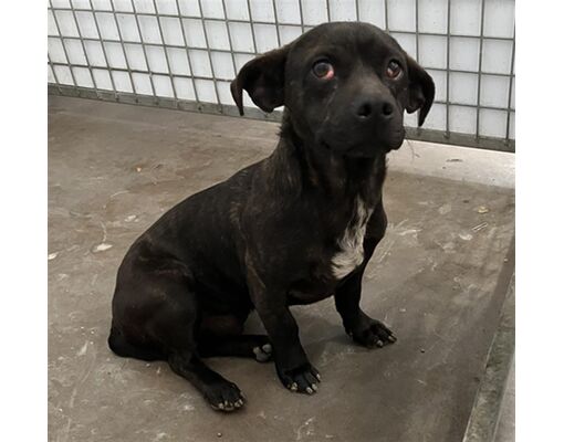 Dallas, TX - Dachshund. Meet DROP a Pet for Adoption - AdoptaPet.com